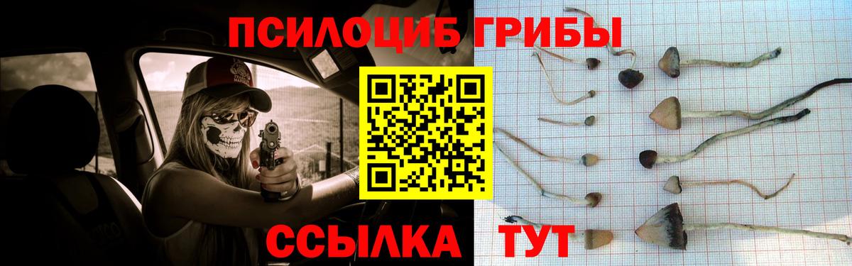 Псилоцибиновые грибы Psilocybe Кондопога